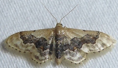 Idaea gemmata