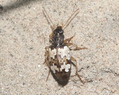 Tetragonoderus latipennis