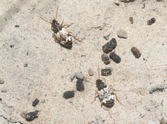 Tetragonoderus latipennis