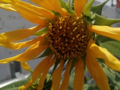 Helianthus annuus