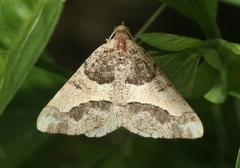 Frederickia hypaethrata