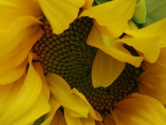 Helianthus annuus
