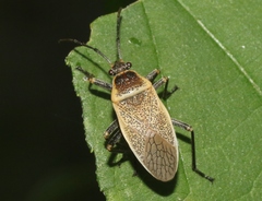 Largus maculiventris