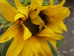 Helianthus annuus