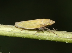 Draeculacephala minerva