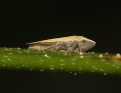 Draeculacephala minerva