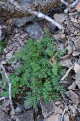 Cymopterus hallii