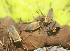 Largus maculiventris