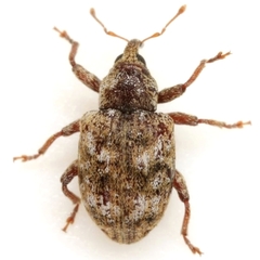 Conotrachelus recessus