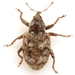 Conotrachelus recessus - Photo (c) Mike Quinn, Austin, TX, some rights reserved (CC BY-NC), uploaded by Mike Quinn, Austin, TX