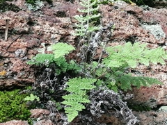 Myriopteris covillei