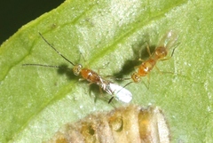 Megastigmidae