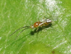 Megastigmidae