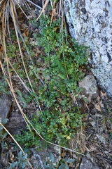 Cymopterus hallii