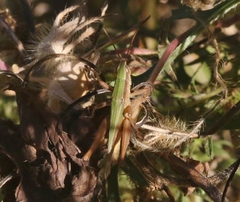 Dichromorpha prominula