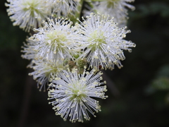 Mimosa malacophylla
