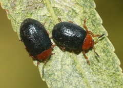 Plagiodera arizonae
