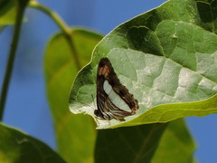 Adelpha iphicleola iphicleola