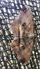 Melanolophia bugnathos