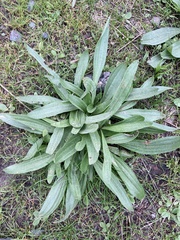 Plantago macrocarpa