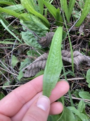 Plantago macrocarpa