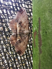 Melanolophia bugnathos