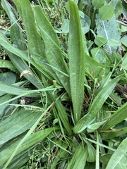 Plantago macrocarpa