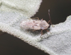 Gargaphia iridescens