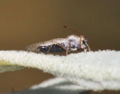 Gargaphia iridescens