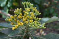 Verbesina arborea