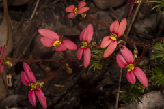 Stylidium recurvum