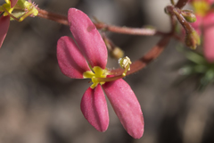 Stylidium recurvum