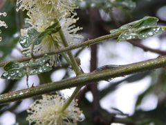 Mimosa malacophylla