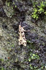 Scoparia melanoxantha