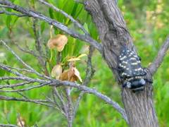 Lampetis dilaticollis