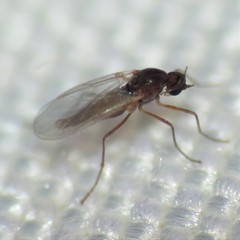 Lestremiinae