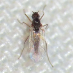 Lestremiinae