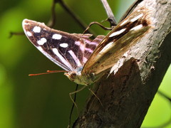 Myscelia cyaniris cyaniris