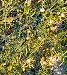 Zostera muelleri