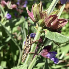 Monistria discrepans