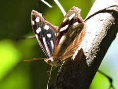 Myscelia cyaniris cyaniris