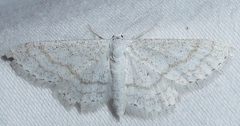 Scopula junctaria
