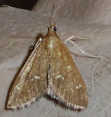 Mecyna mustelinalis