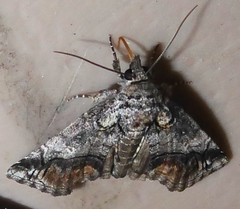 Paectes abrostolella