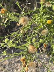 Xanthisma scabrellum