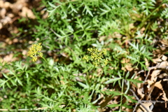 Cymopterus hallii