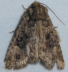 Aseptis binotata