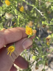 Xanthisma scabrellum