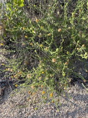 Xanthisma scabrellum