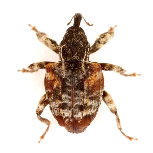 Conotrachelus anaglypticus (Say & T., 1832)